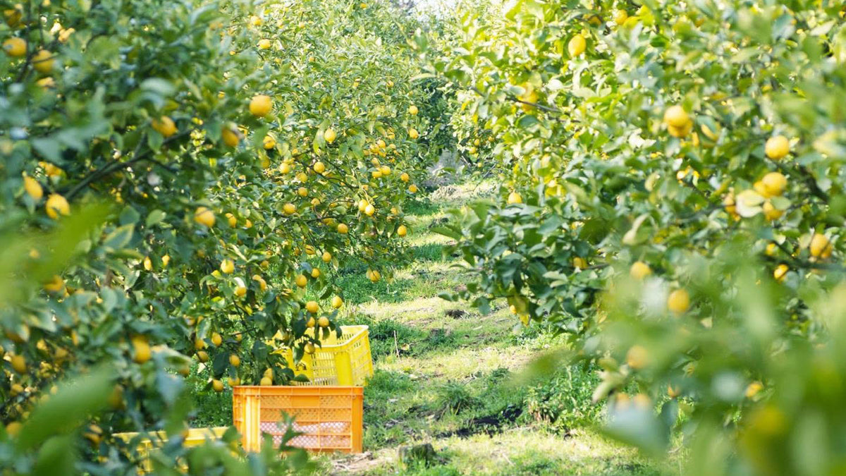 【広島】citrusfarms たてみち屋