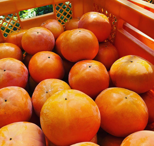 京都｜DELICEキョウト「大枝の冨有柿」家庭用・約2kg